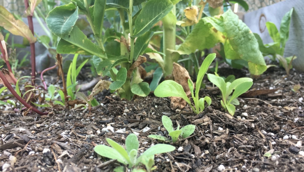 Can a Planter Help Capture Carbon?