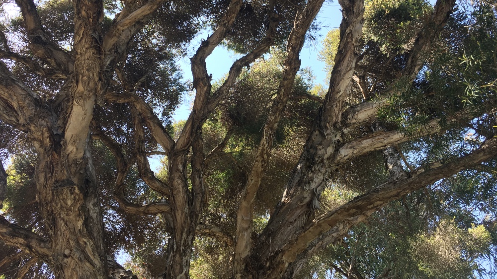 How Counting Trees Might Save the Planet