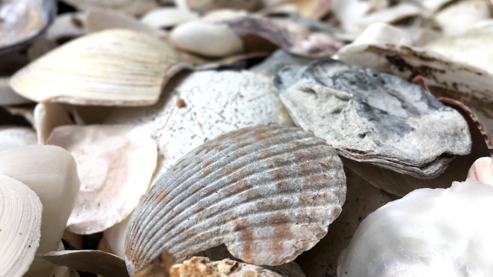 Can Artificial Shells Reduce Carbon Dioxide?