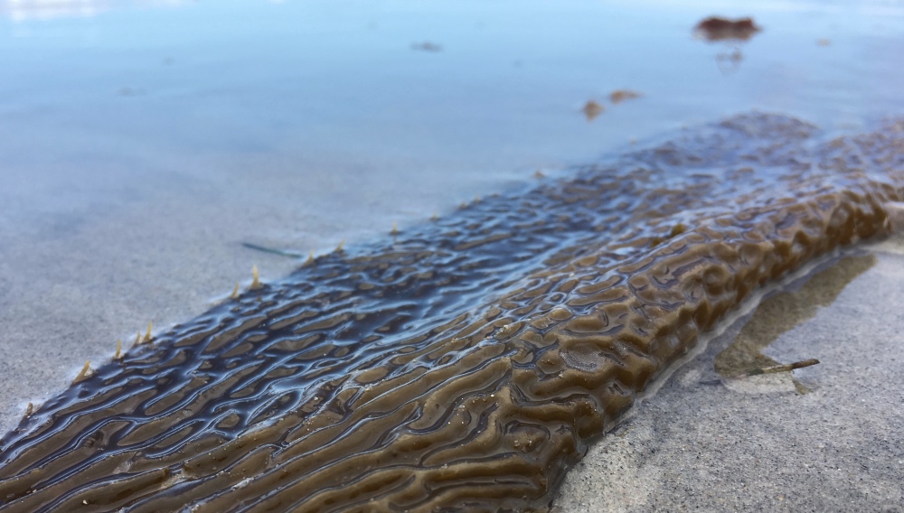 Can Kelp Forests Stop Global Warming?