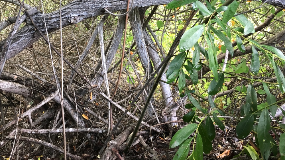 Can Drones Capture Carbon Dioxide?