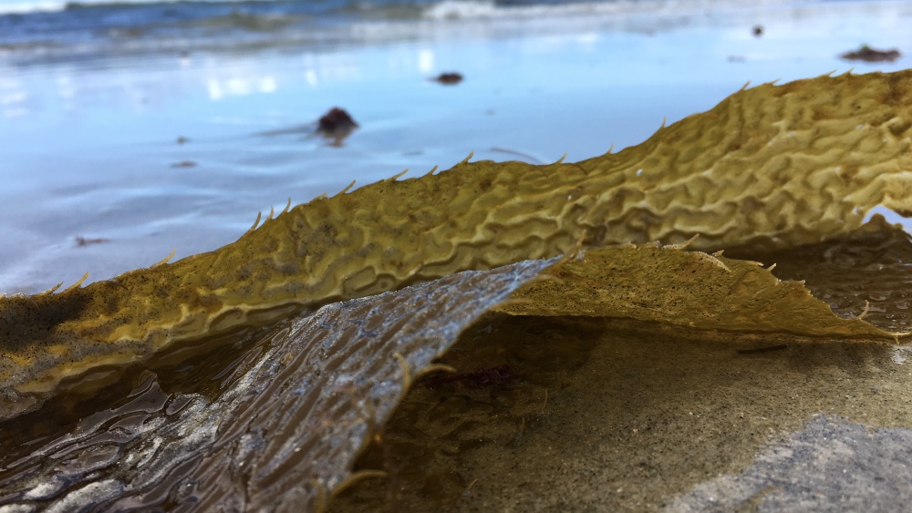 Can we Replace Plastic with Seaweed?