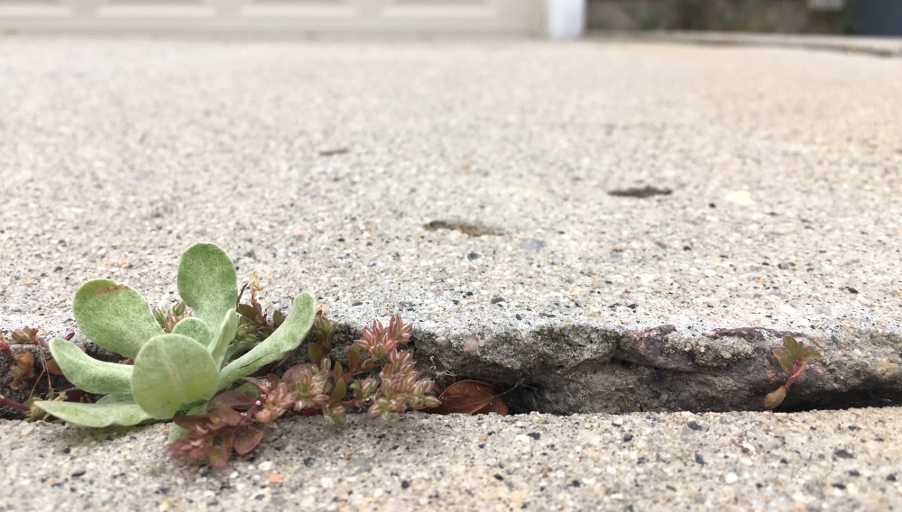 Can Our Streets Absorb Greenhouse Gases?