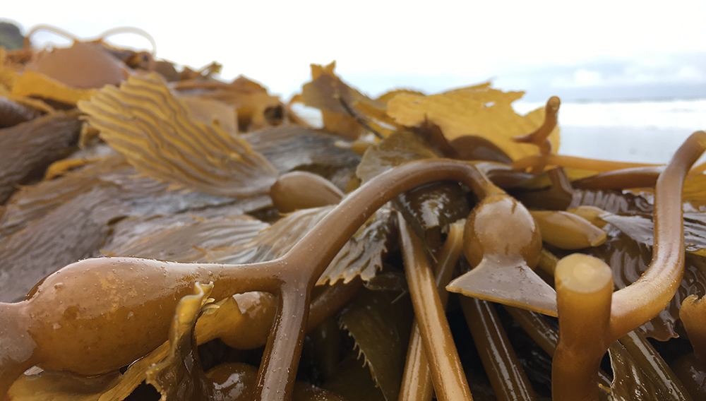 How Seaweed Tackles Climate Change