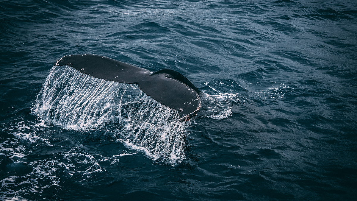 How Whales Could Offset Global Warming