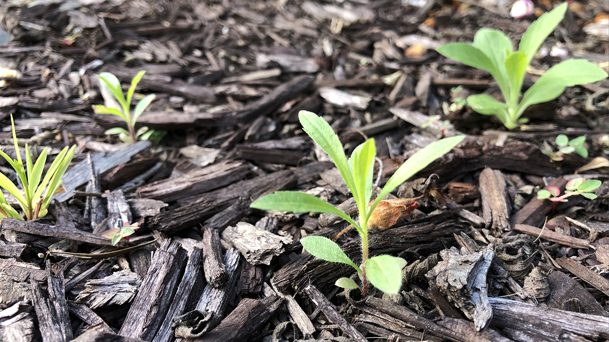 How Drones Help Tackle Climate Change