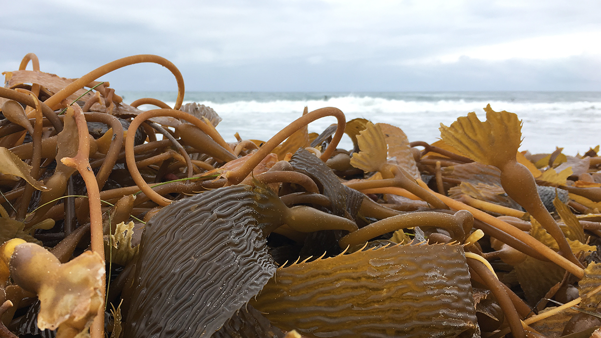 More Than Just a Snack – How Seaweed Tackles Climate Change