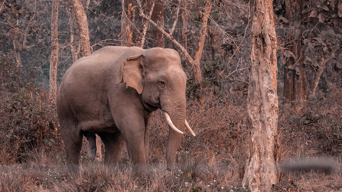 A Surprise Hero Taking on Global Warming