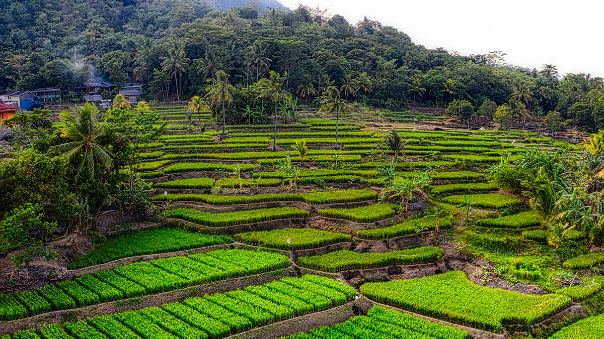 How a Small Grain Can Make a Big Impact