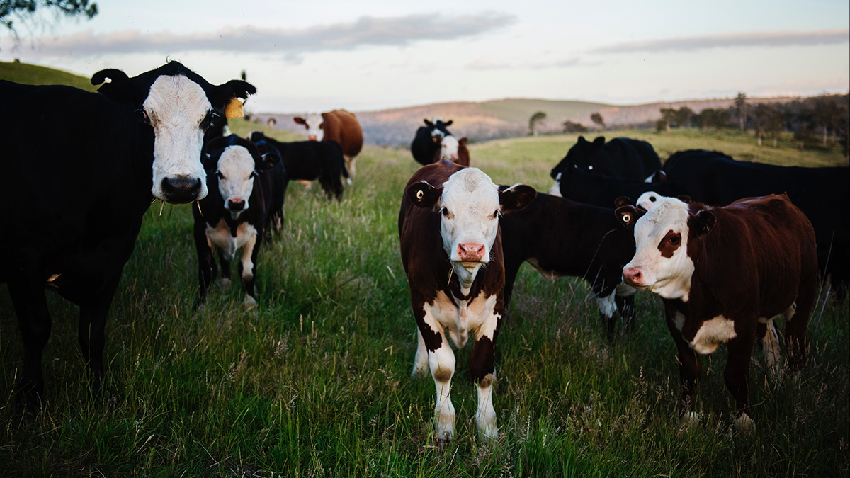 An Unexpected Ingredient for Climate Action